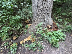 Phyllotopsis nidulans