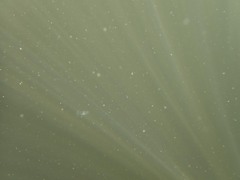 Craspedacusta sowerbii