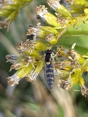 Sphaerophoria scripta