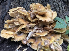 Phyllotopsis nidulans