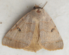 Ctenusa pallida