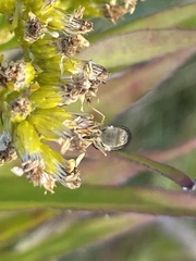 Sphaerophoria scripta