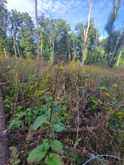 Scrophularia marilandica