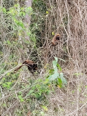 Alouatta guariba