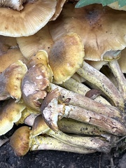 Phyllotopsis nidulans