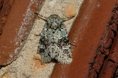 Lacinipolia laudabilis