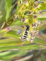 Sphaerophoria scripta