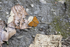 Pseudergolis wedah