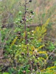 Scrophularia marilandica