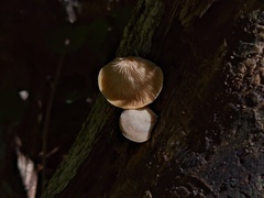 Crepidotus crocophyllus