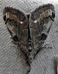 Dasychira vagans