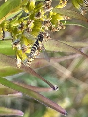 Sphaerophoria scripta