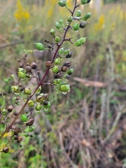 Scrophularia marilandica
