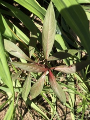 Ruellia simplex