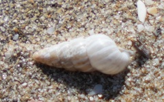 Cochlicella acuta