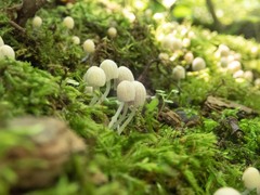 Coprinellus disseminatus