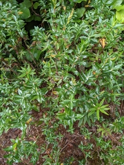 Kalmia microphylla