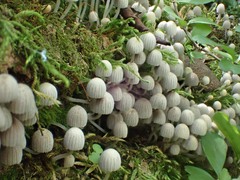 Coprinellus disseminatus