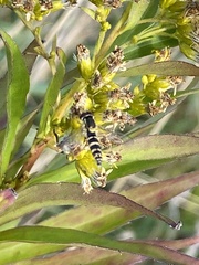 Sphaerophoria scripta