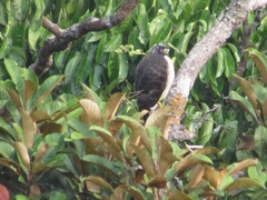 Harpagus bidentatus