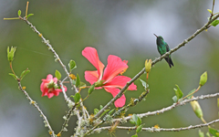 Chlorostilbon gibsoni