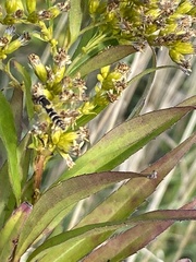 Sphaerophoria scripta