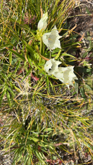 Gentiana algida