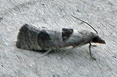 Pelochrista dorsisignatana