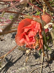 Apis mellifera