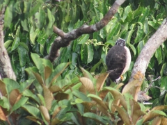 Harpagus bidentatus