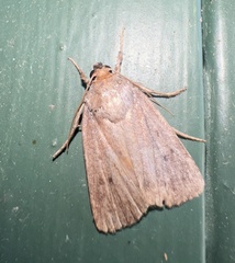 Amphipyra tragopoginis