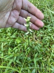 Spiranthes cernua