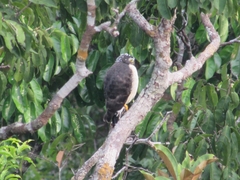 Harpagus bidentatus