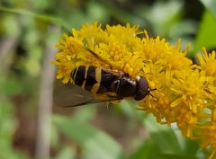 Dasysyrphus tricinctus