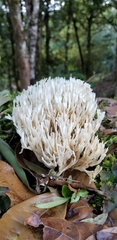 Sebacinaceae