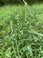 Spiranthes cernua
