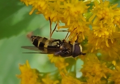 Dasysyrphus tricinctus