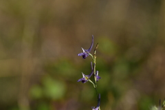 Delphinium peregrinum