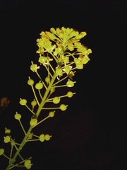 Neslia paniculata