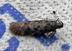 Pseudotelphusa