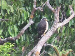 Harpagus bidentatus