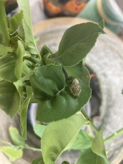 Papilio demoleus