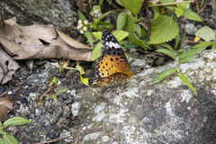 Argynnis hyperbius