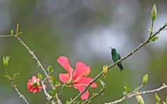 Chlorostilbon gibsoni