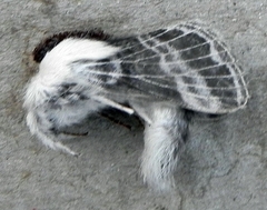 Tolype velleda