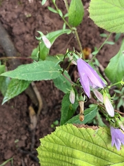 Campanula trachelium