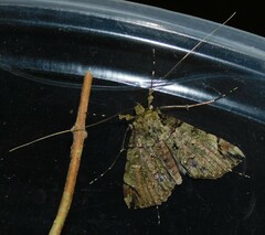 Gigantoceras rectilinea