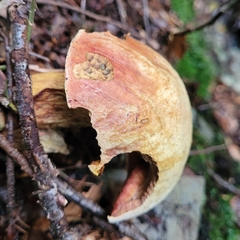 Neoboletus