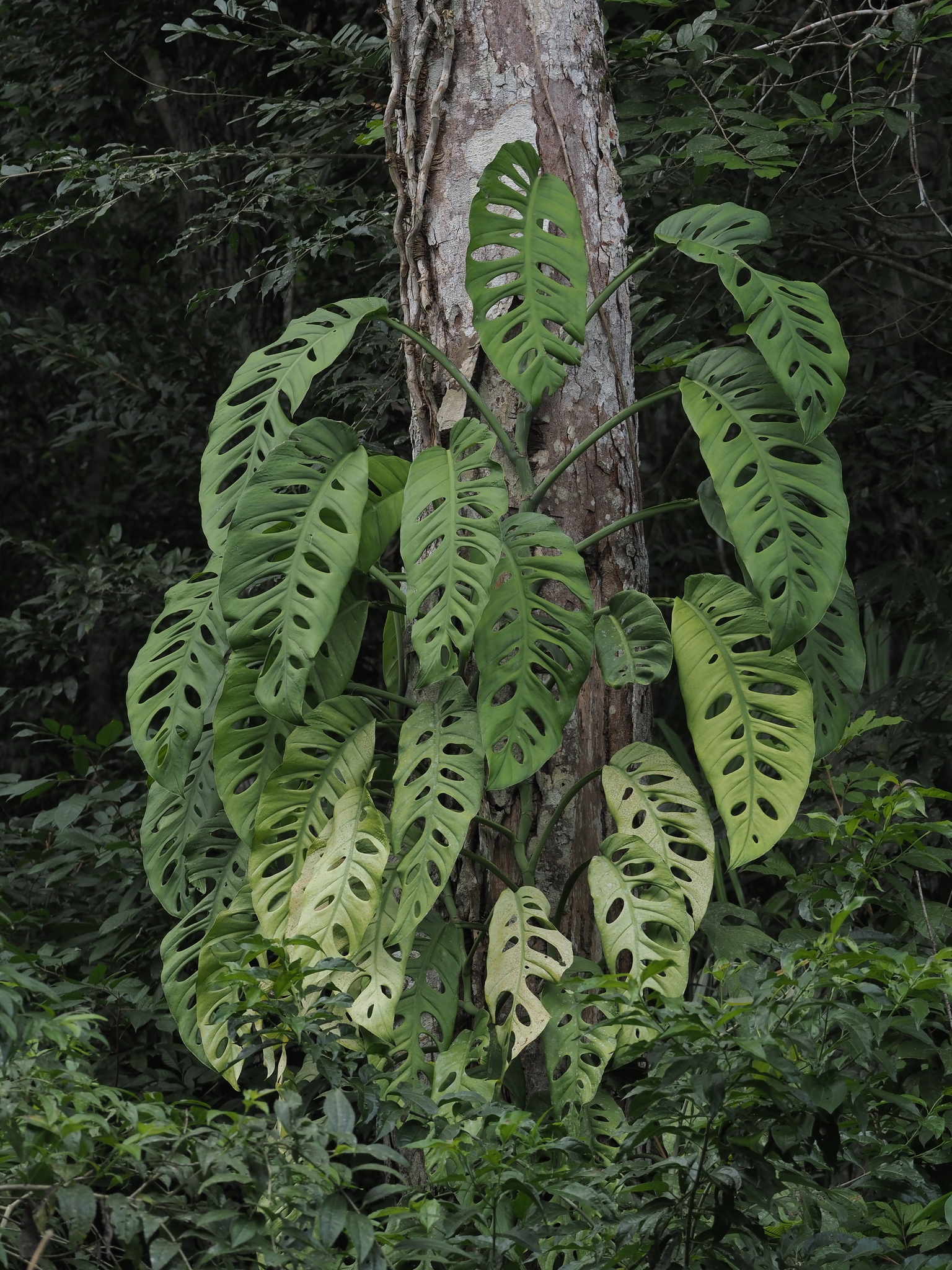 Monstera acuminata  iNaturalist