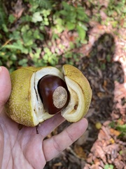 Aesculus flava